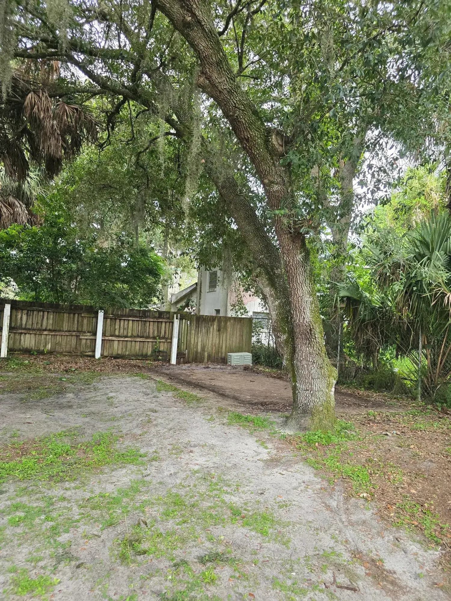 After: the same Central Florida backyard with the shed gone, pad raked, fence and oak untouched