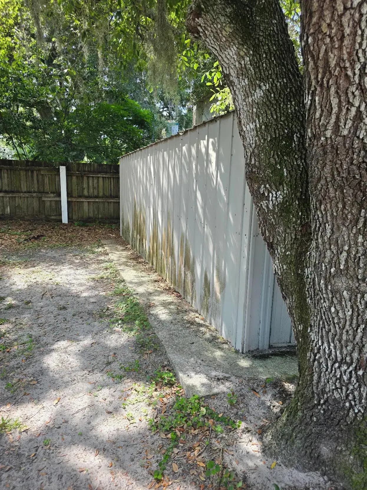 Before: an old metal shed under a live oak in a Central Florida backyard before Big Rob's Hauling took it down
