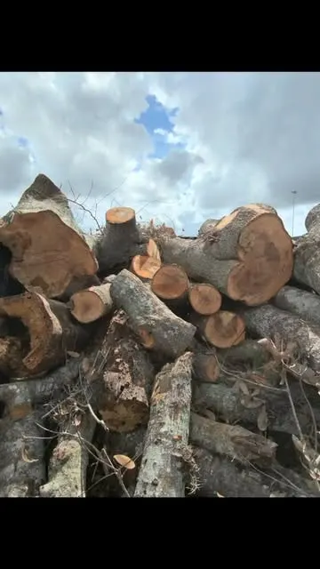 Pile of cut tree trunks from a Big Rob's Hauling brush removal job in Central Florida